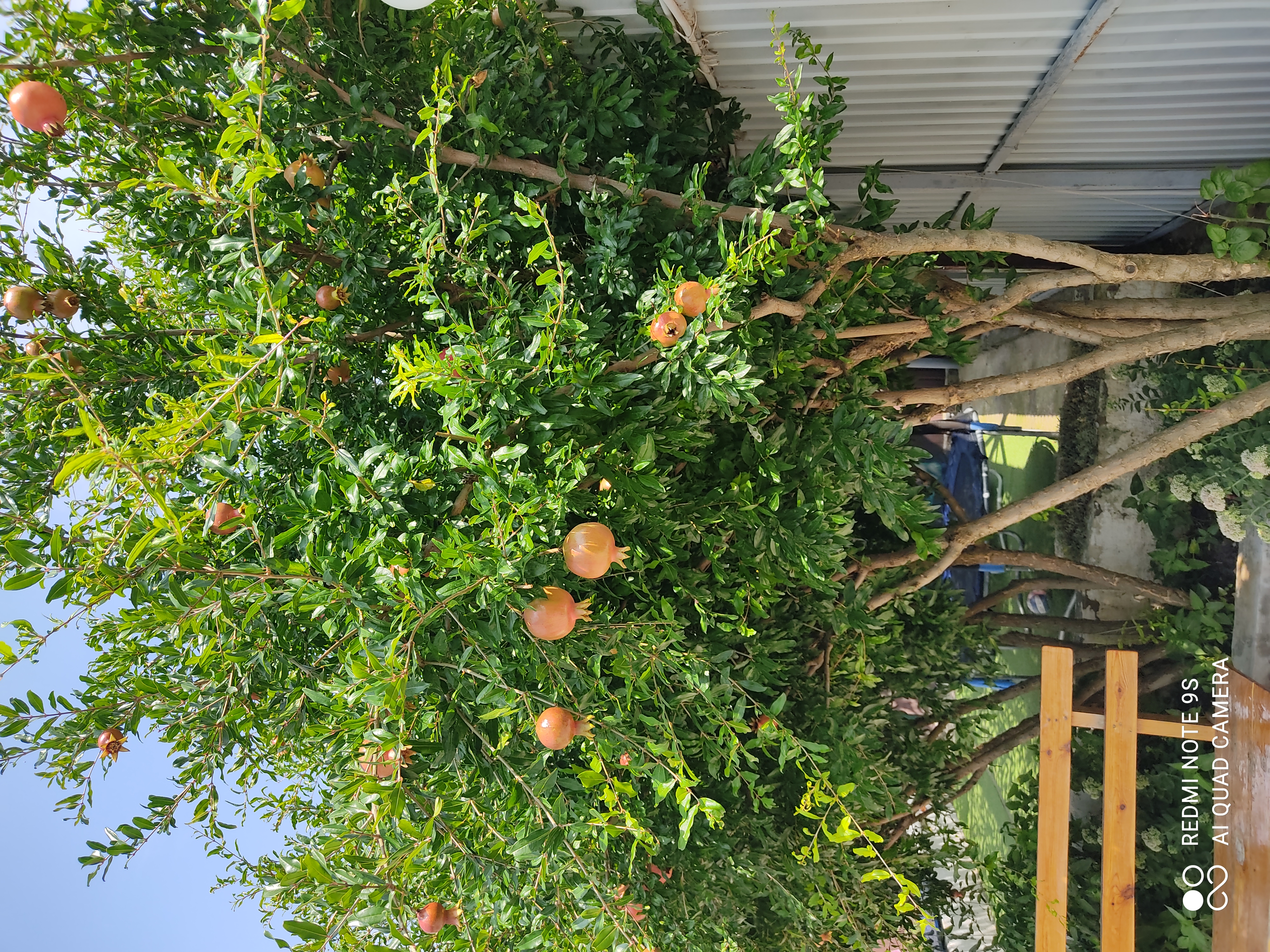 Фото Аврора