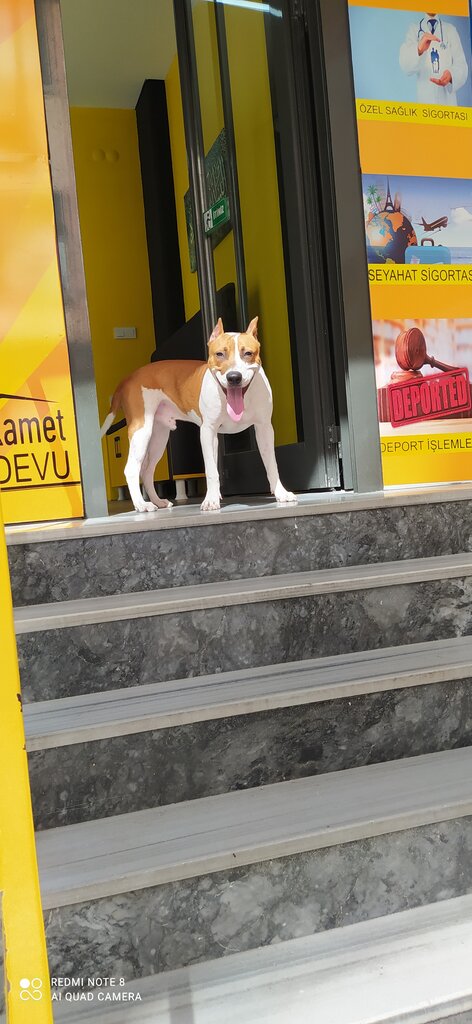 Danışmanlık hizmetleri Doğu Danışmanlık, Kağıthane, foto