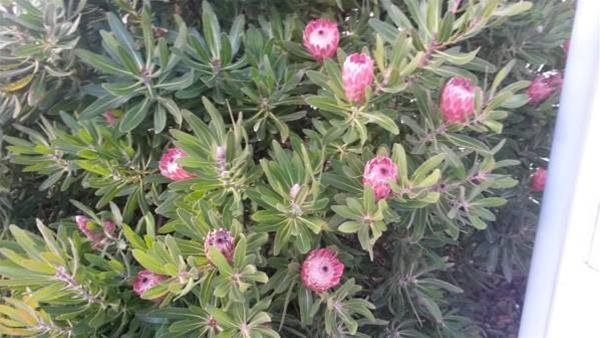 Фото 747 Motel Wellington