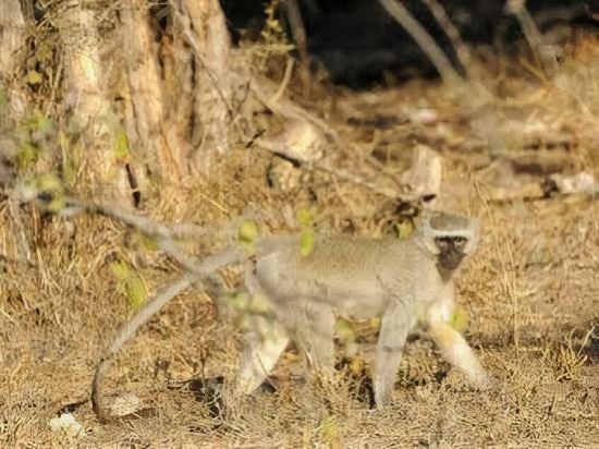 Фото Iphofolo Lodge