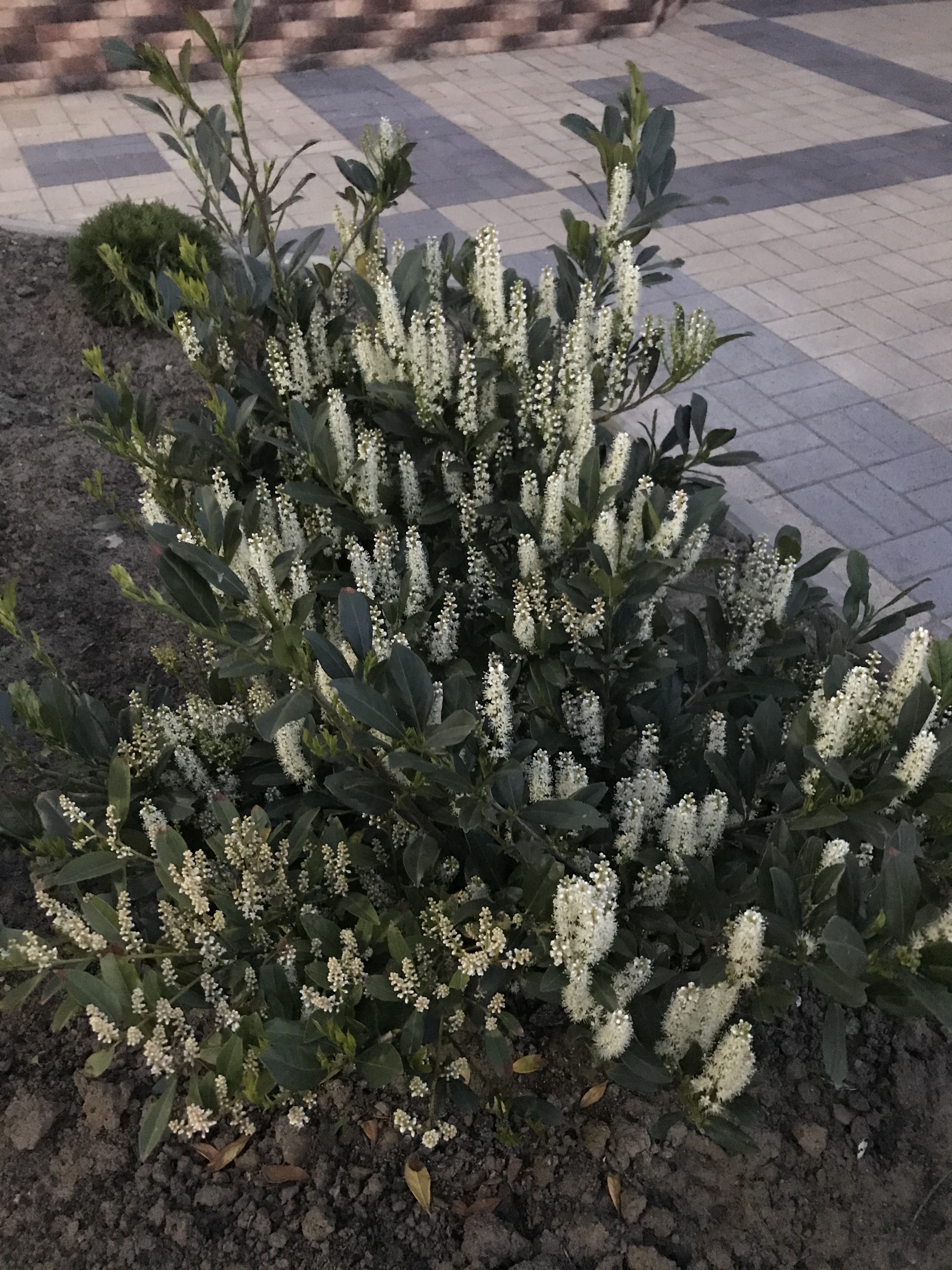 Фото Вилла Richi