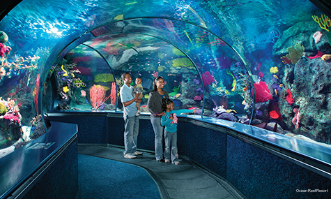 Фото Ocean Reef Resort