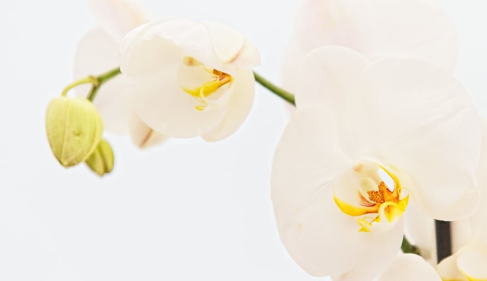 Фото Регина