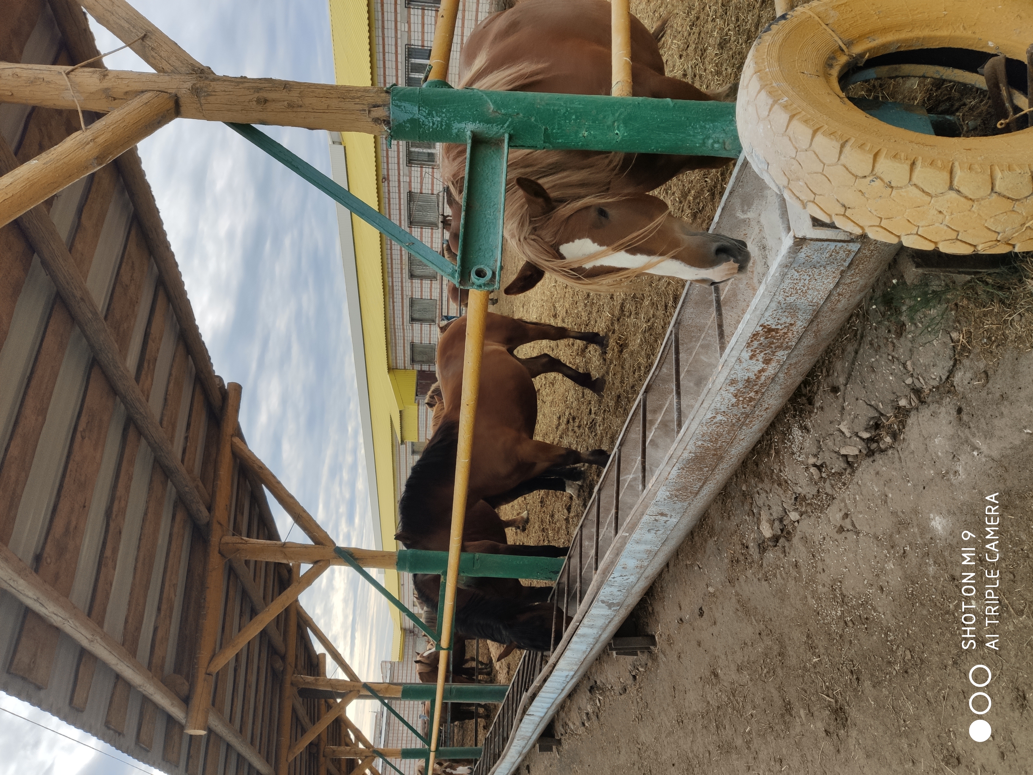 Фото Кумыска