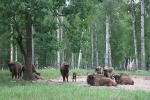 Oksky state nature biosphere reserve (Ryazan Region, Spasskiy rayon, Lakashinskoye selskoye poseleniye, posyolok Brykin Bor), reserva de la naturaleza