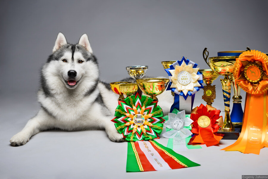 Хаски москва