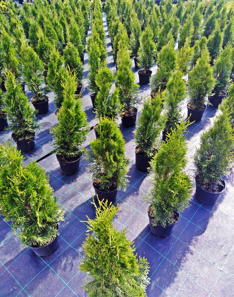 Gardenwood Ru Интернет Магазин Отзывы
