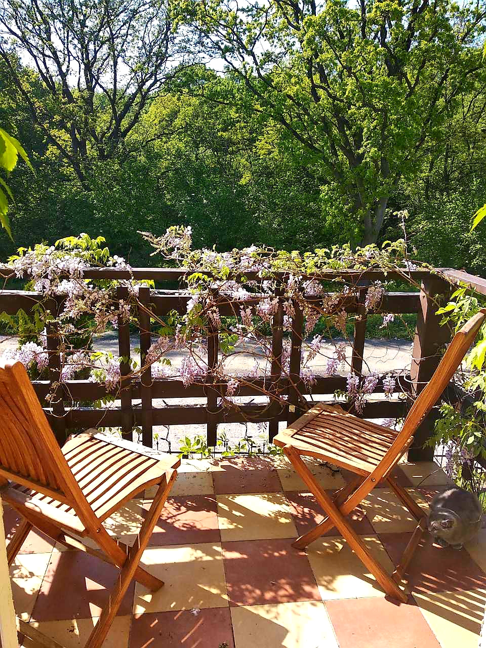 Фото Золотая Орхидея