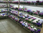 House of violets (Pobedy Street, 121А), flower shop