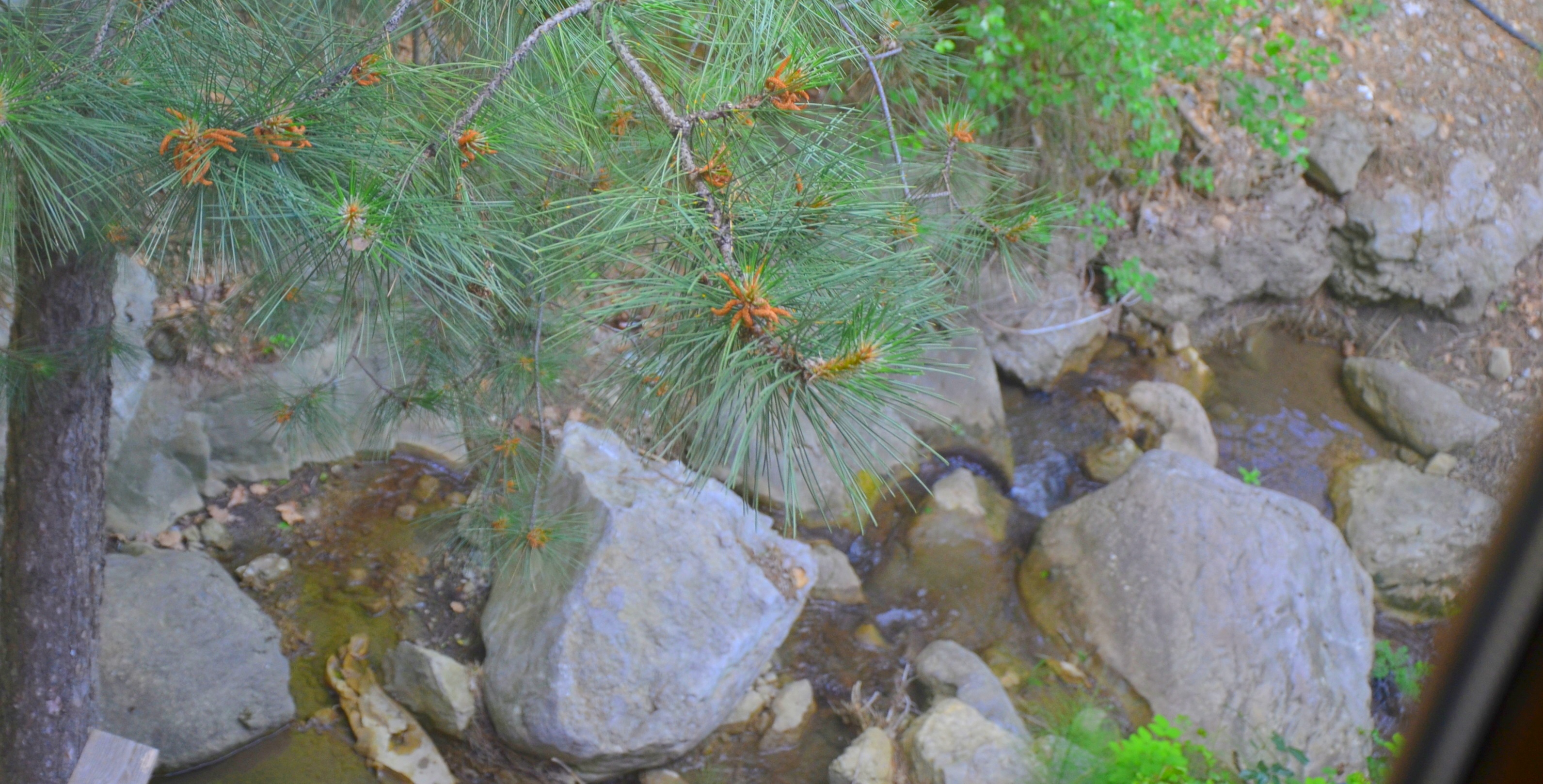 Фото Лесная Сказка