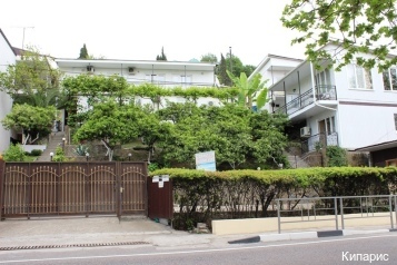 Фото Кипарис