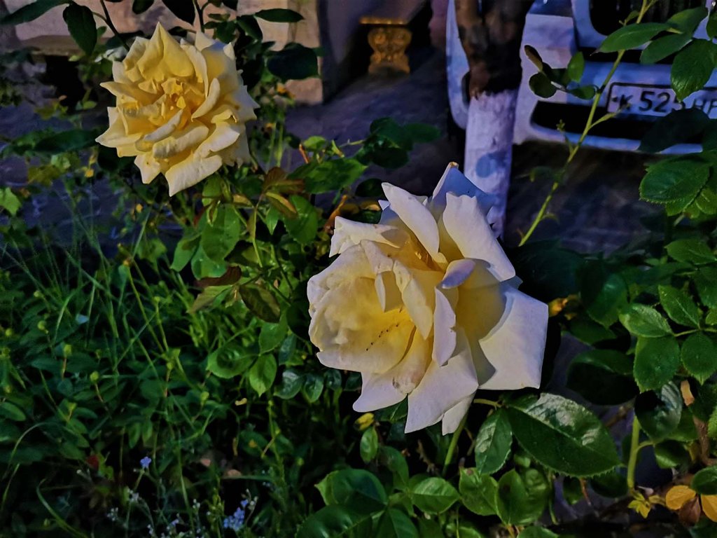 Фото Пансионат Орхидея