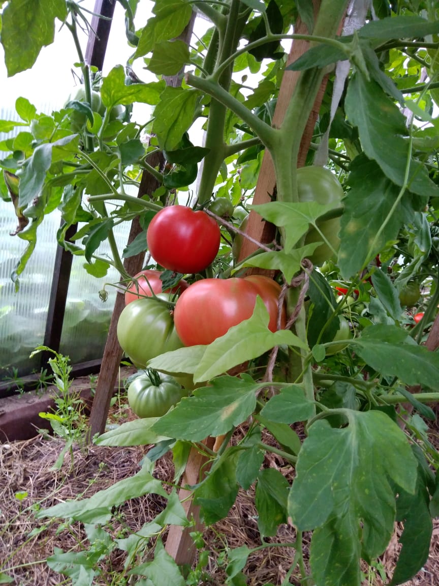 Фото В гостях у тёти Гали