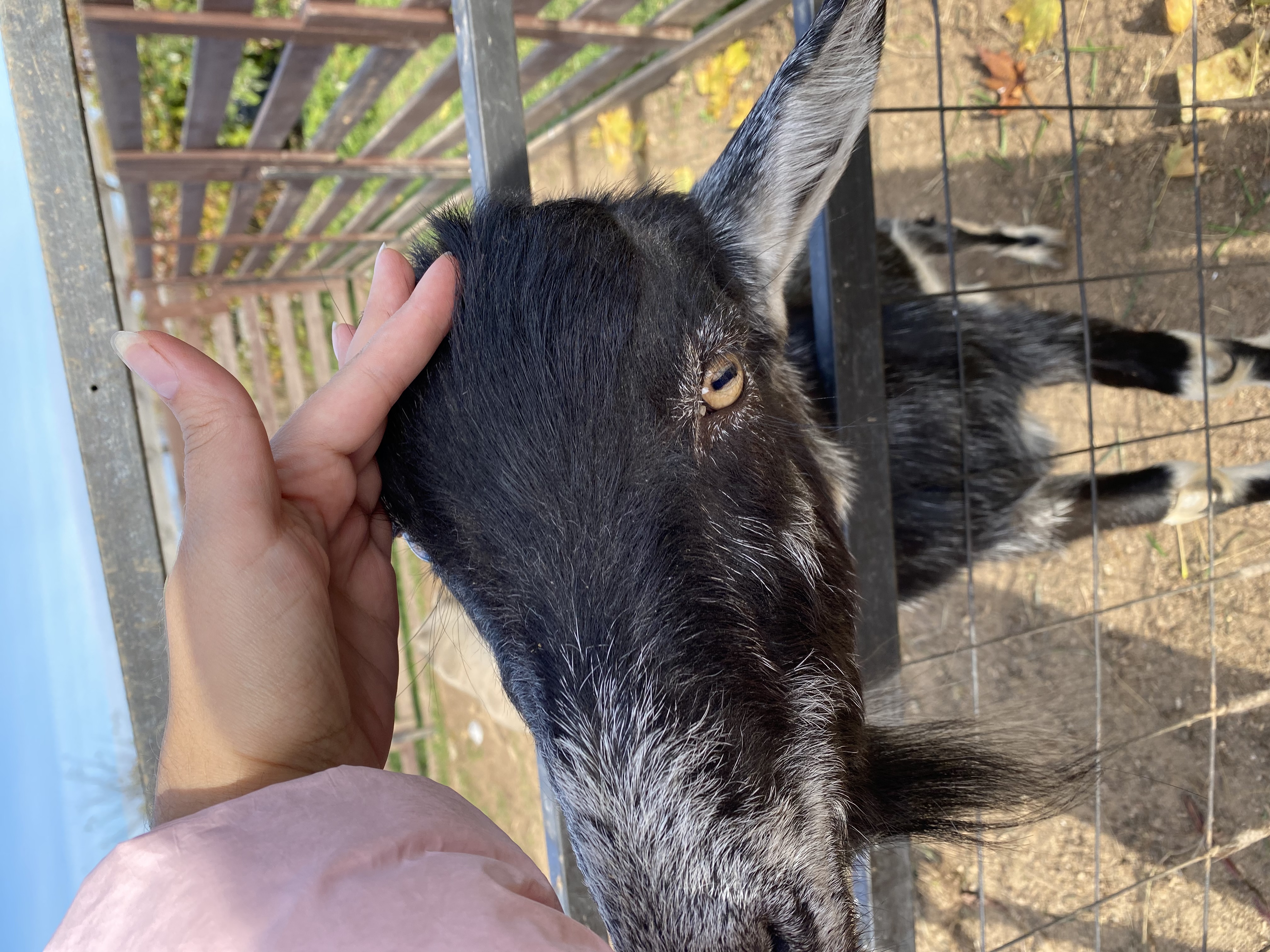 Фото Авиатор