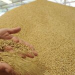 Zerno Kombikorm (vulica Jaraša, 1), fodder and feed additives