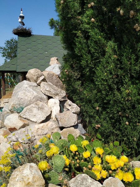 Фото Жемчужина