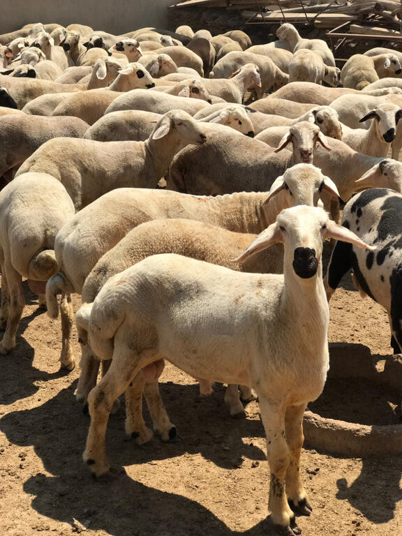 Intensive animal farming Kilicarslan Meat Milk Farm, Konya, photo