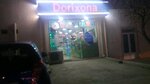 Dorixona (Узбекистан, Бухарская область, Бухара, улица Ходжи Орифа Мохитобона),  Buxoroda dorixona