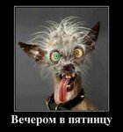 Abonentsky tsentr Kp Upravlyayushchey kompanii Leninskogo rayona g. Donetska (vulytsia Ivana Tkachenka, 1), hoa, junta directiva de snt