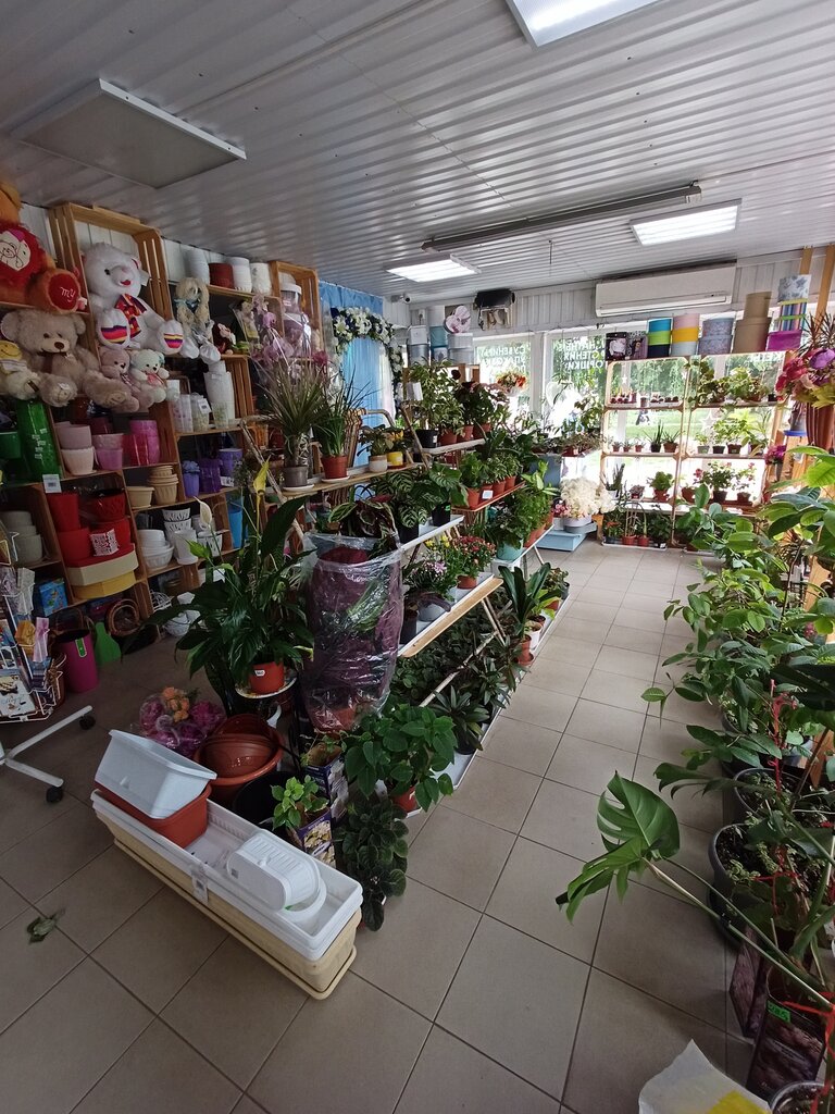 Цветочные магазины в димитровграде купить цветы в горшках лечуза