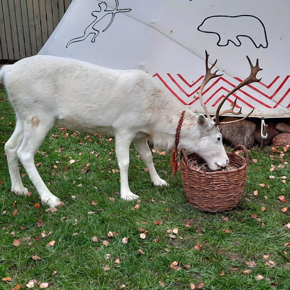 Фото Типи Юкки