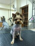 ZooSPA Rex (Muyezerskaya Street, 15Ас5), pet salon