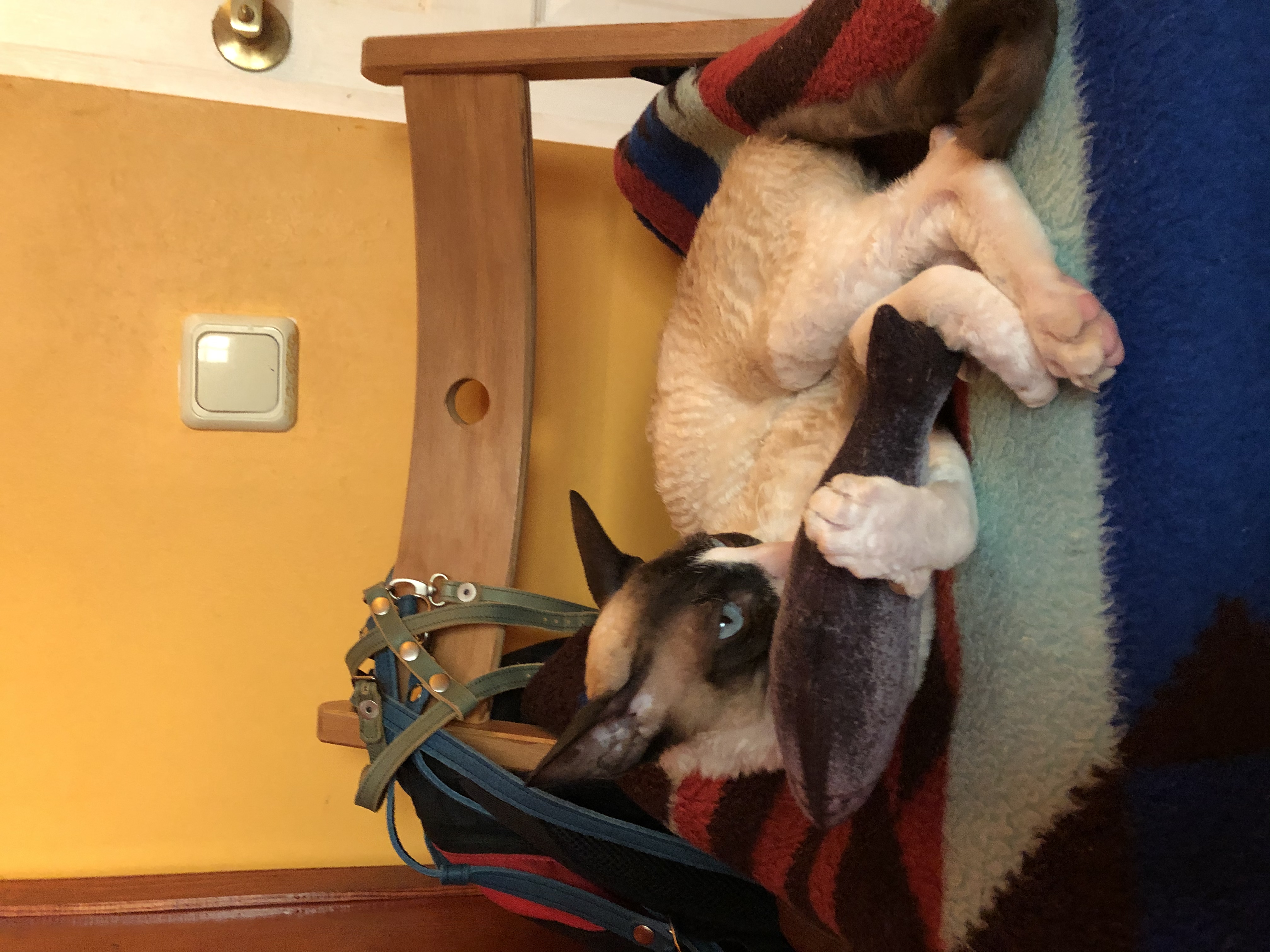 Фото Ilgeri Resort