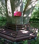 Naturaleza Дерево, посаженное Героем Советского Союза А.Н. Громовым, , foto
