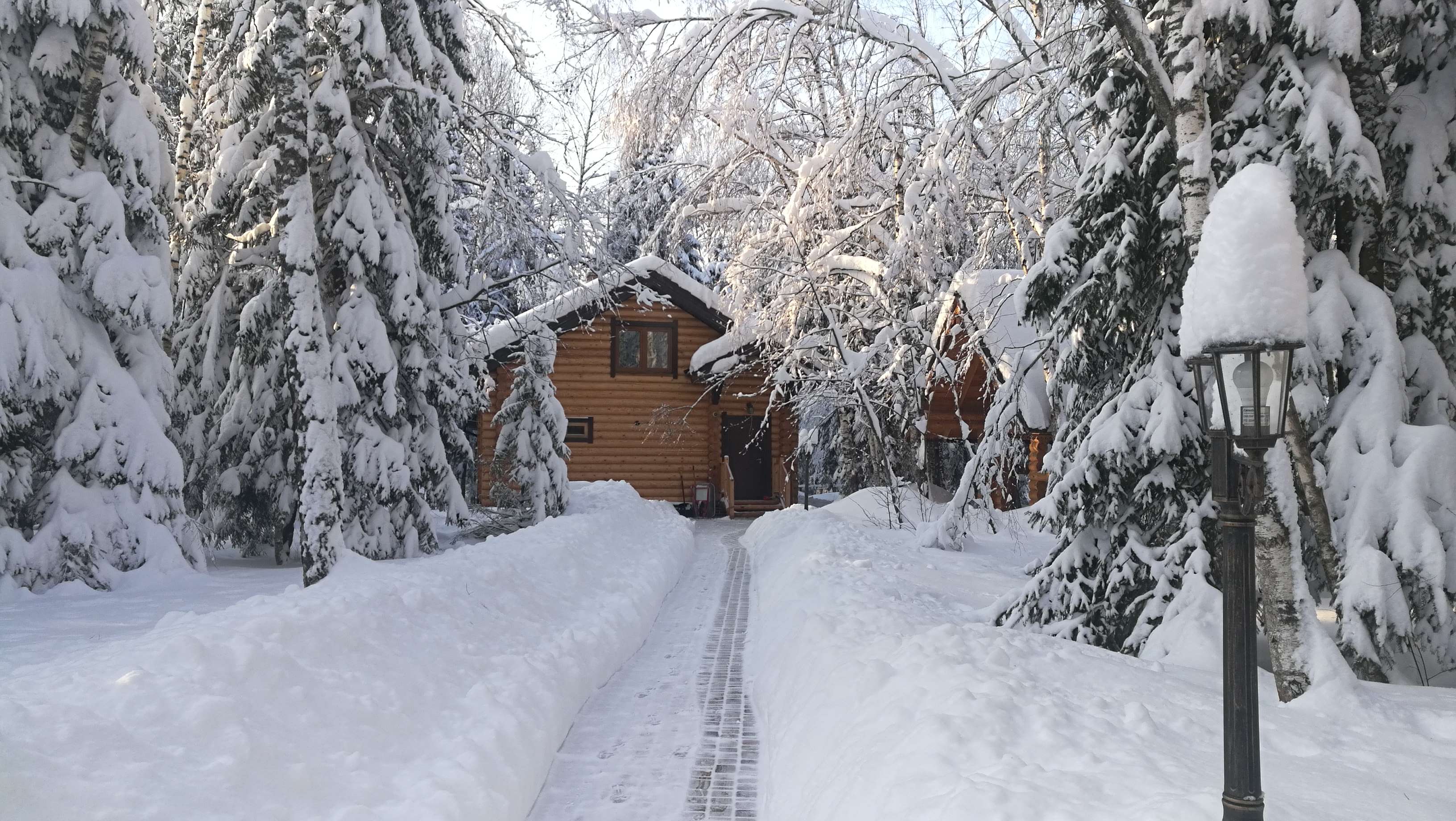 Фото Дикий Лис