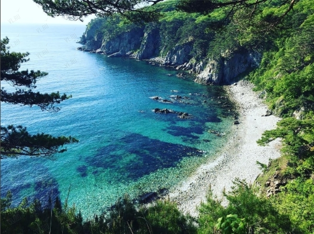 Фото Ромашка-Витязь