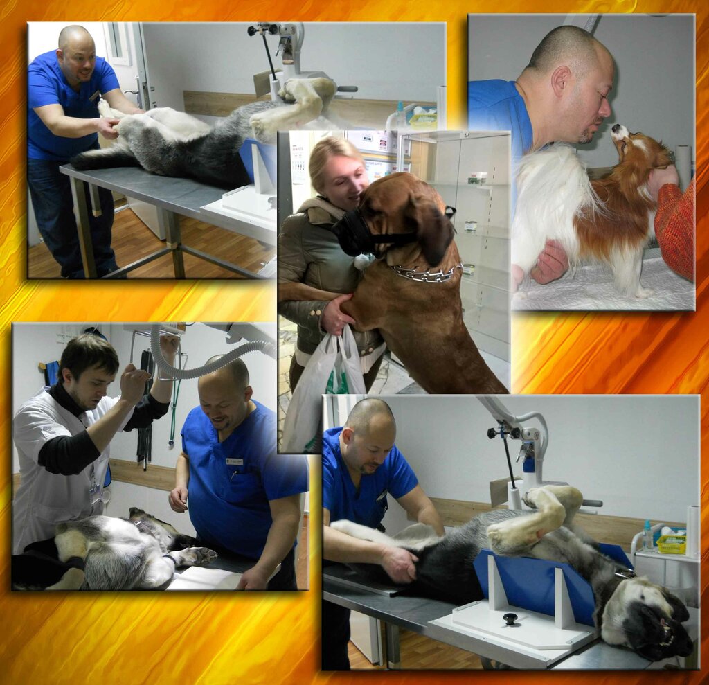Veterinary clinic SQ-lap, Minsk, photo