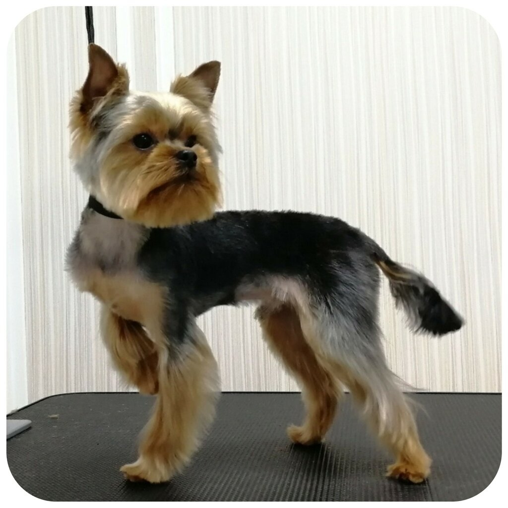 Pet salon Vash groomer, Saint‑Petersburg and Leningrad Oblast, photo