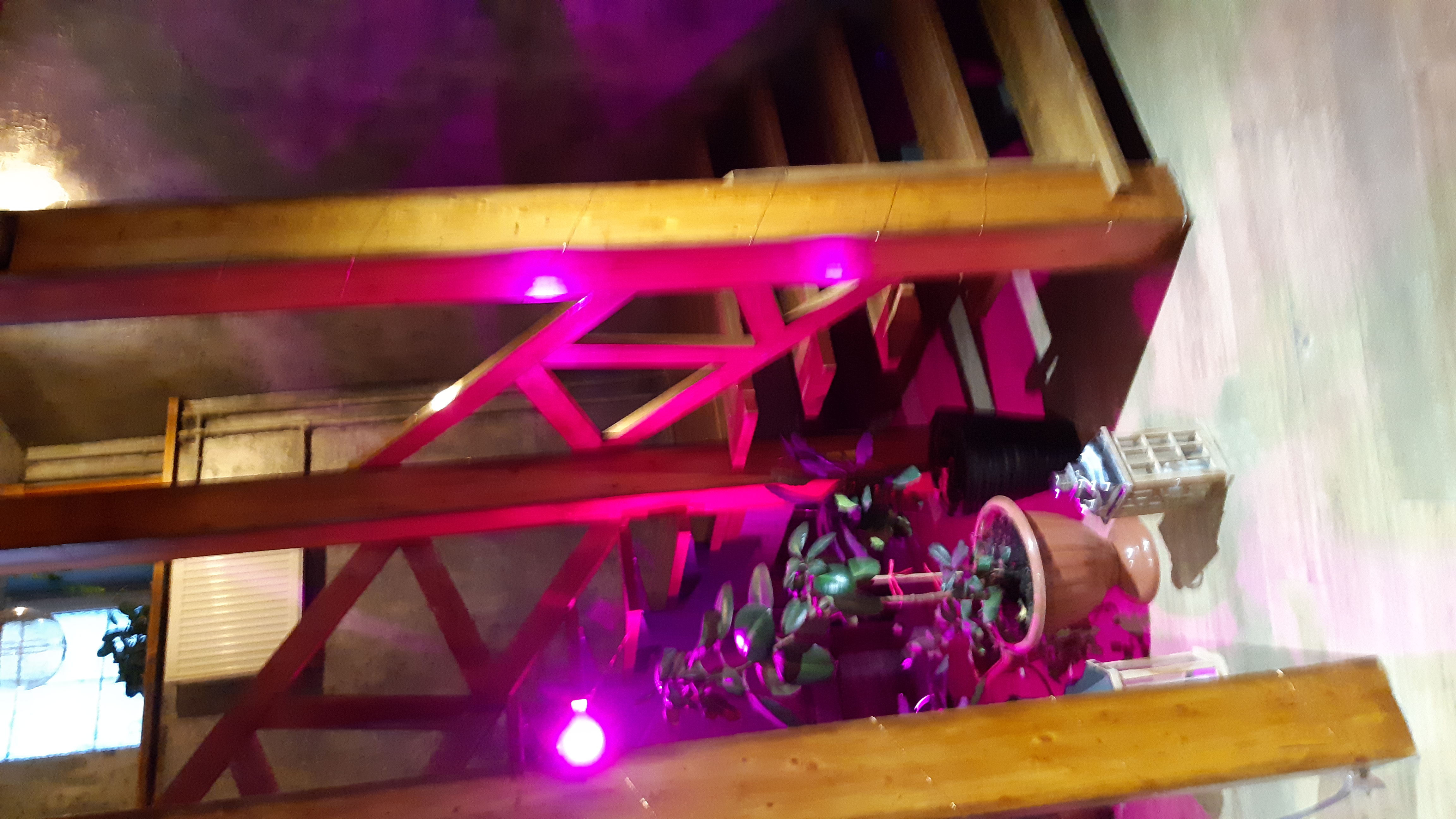 Фото Золотой павлин