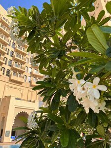 Гостиница Bahi Ajman Palace Hotel в Аджмане