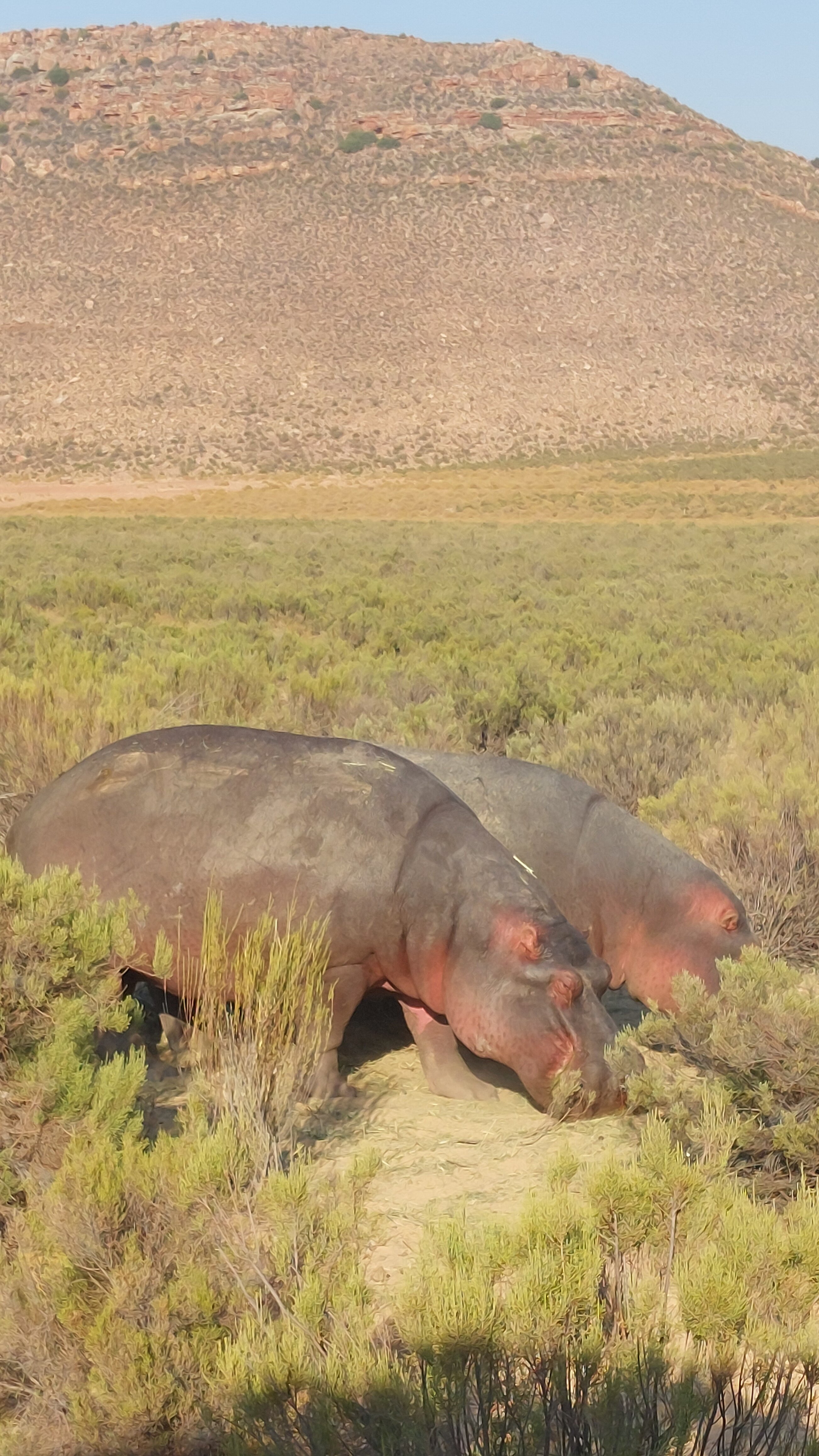 Фото Aquila Private Game Reserve & SPA