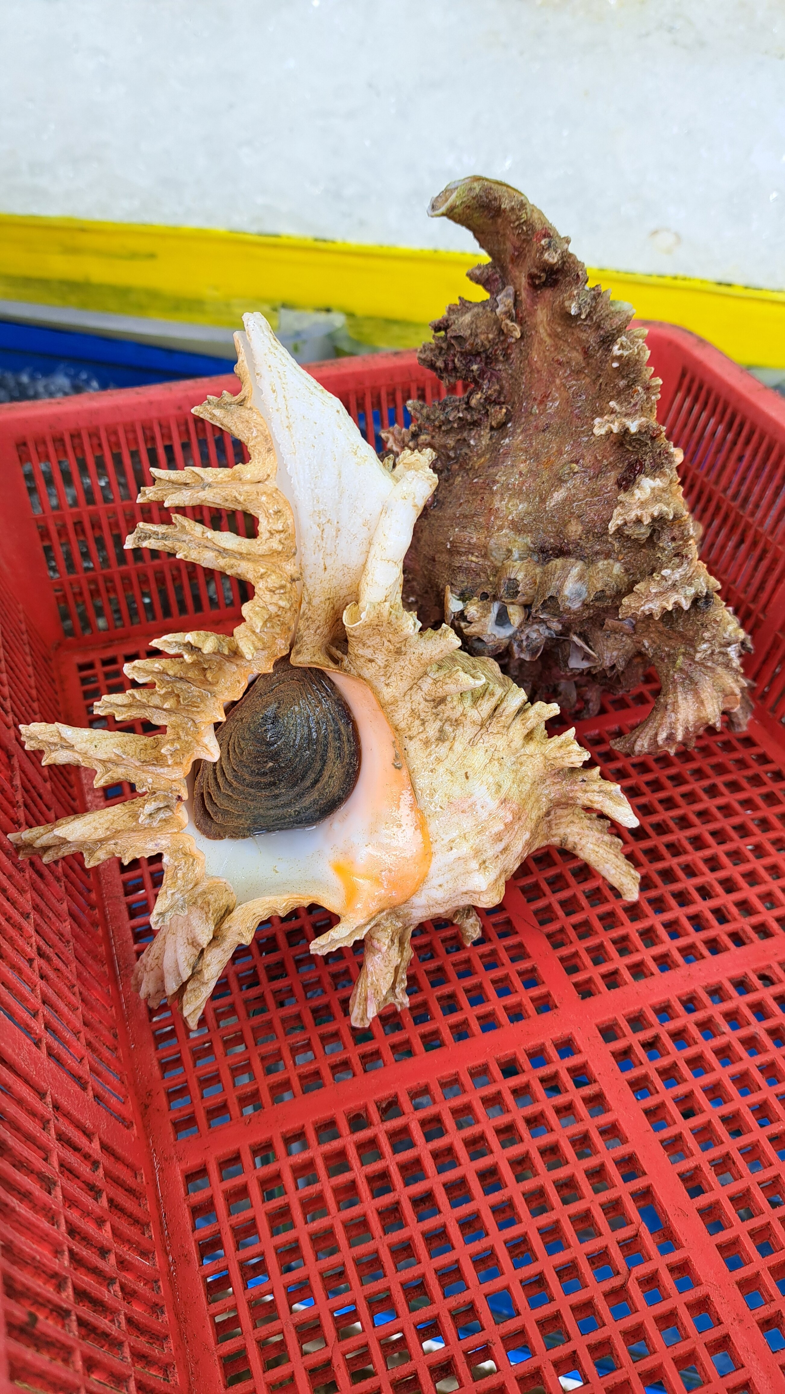 Фото Гринго