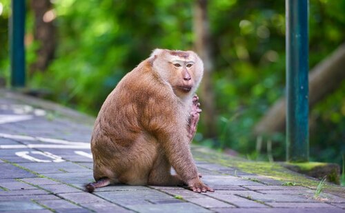 Апартаменты Pol&Pan Phanason Condo на Пхукете