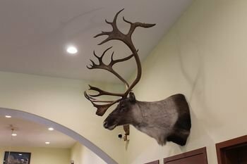 Гостиница Borealis Inn в Фэрбанксе