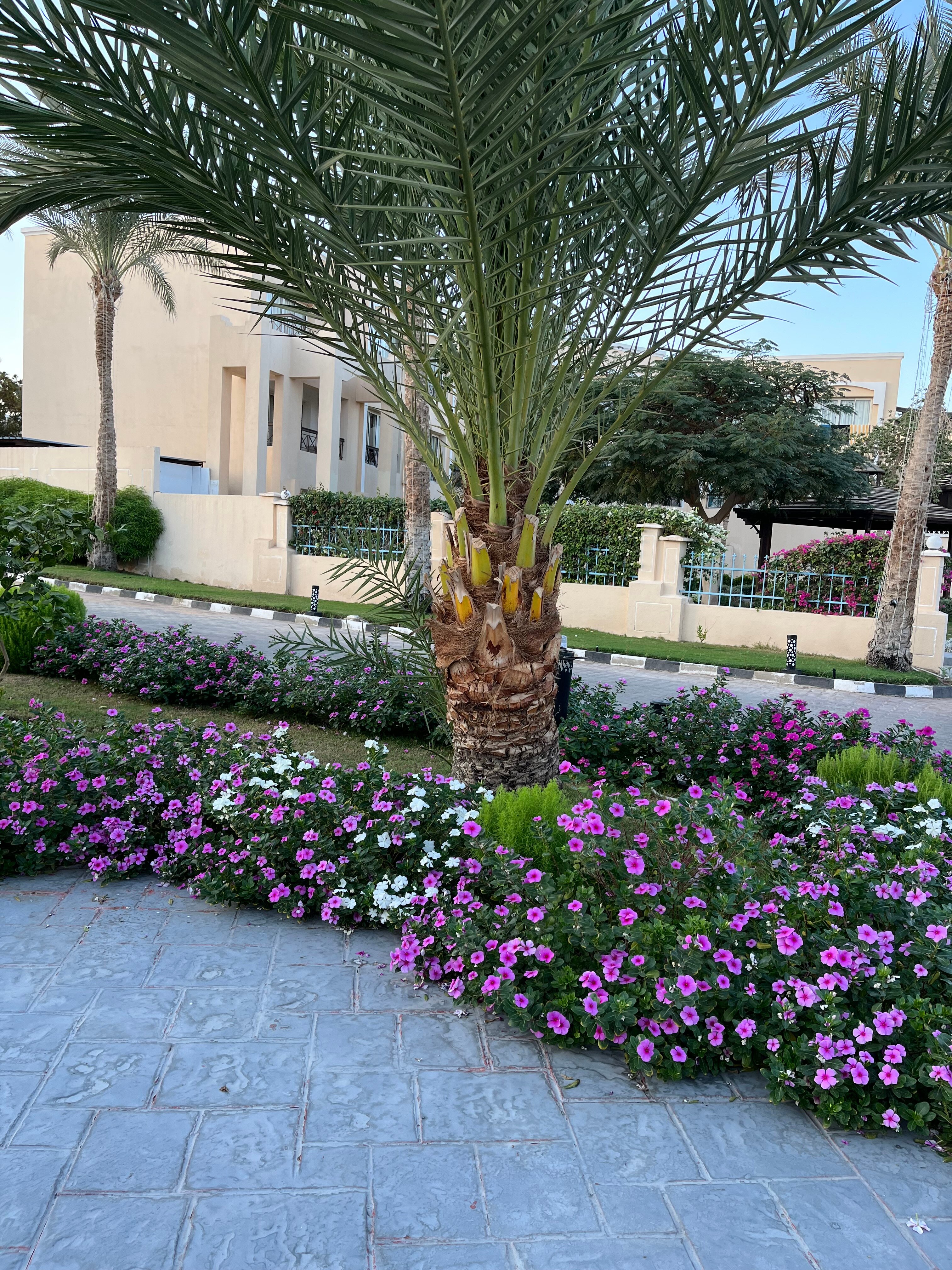 Фото Ivy Cyrene Sharm Resort