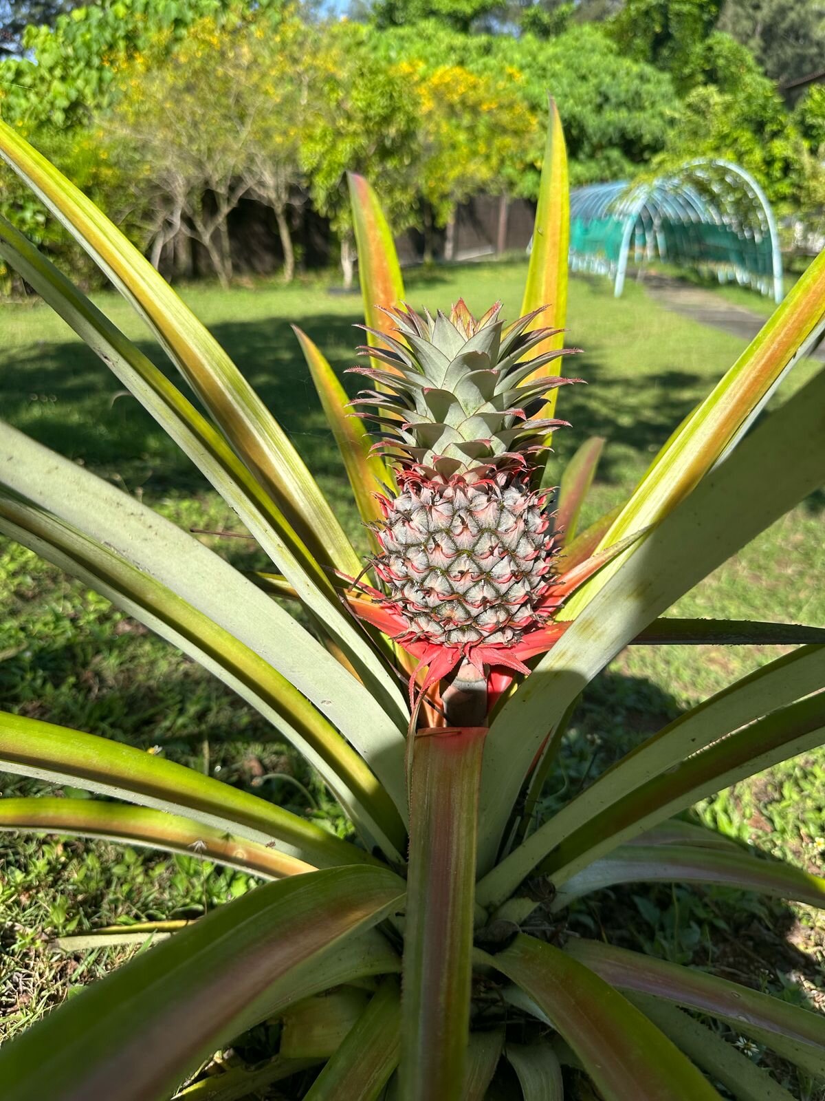 Фото Palm Galleria Resort