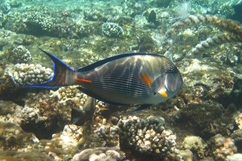 Фото Sea Beach Aqua Park Resort