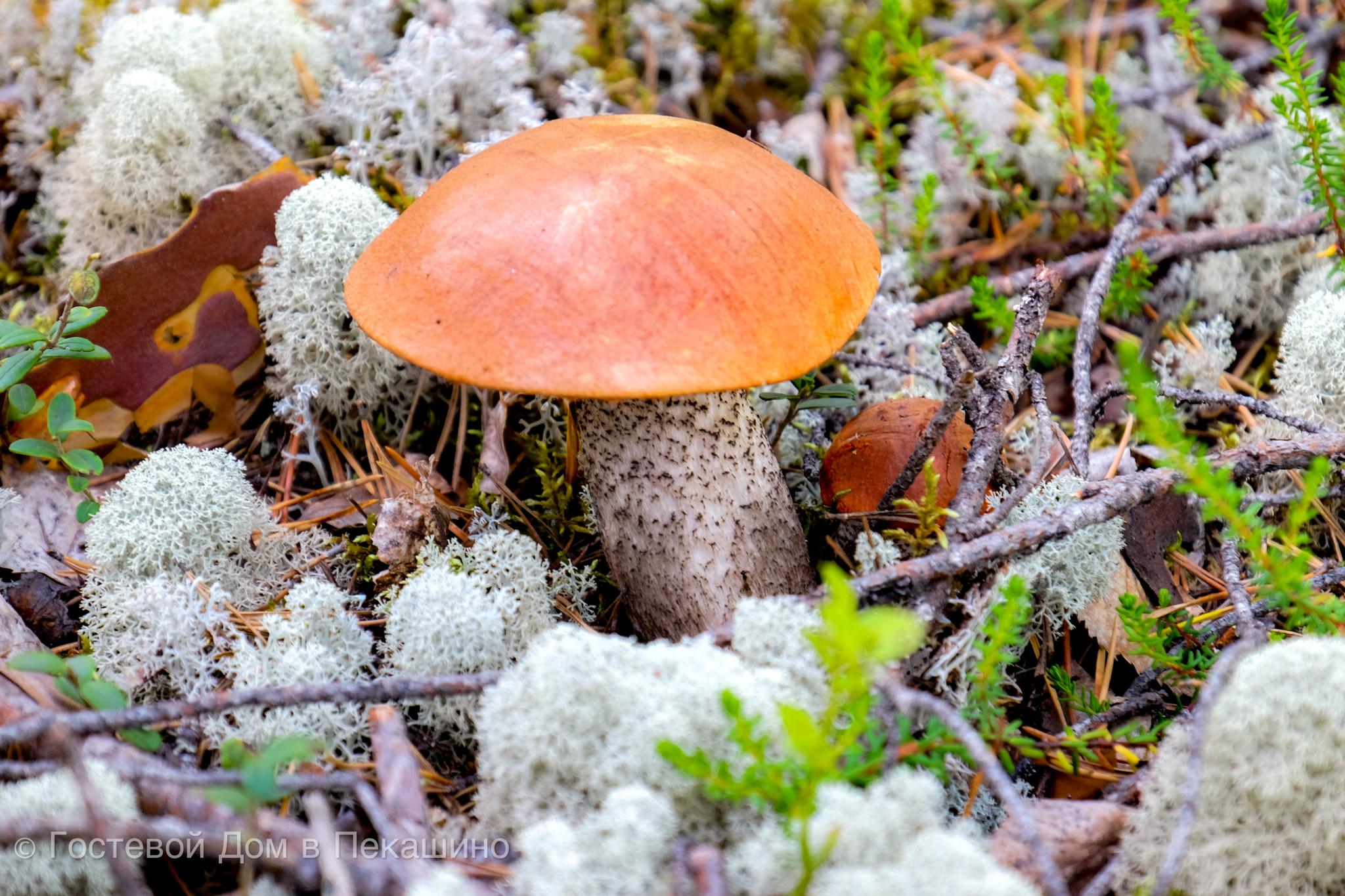 Фото Гостевой Дом в Пекашино