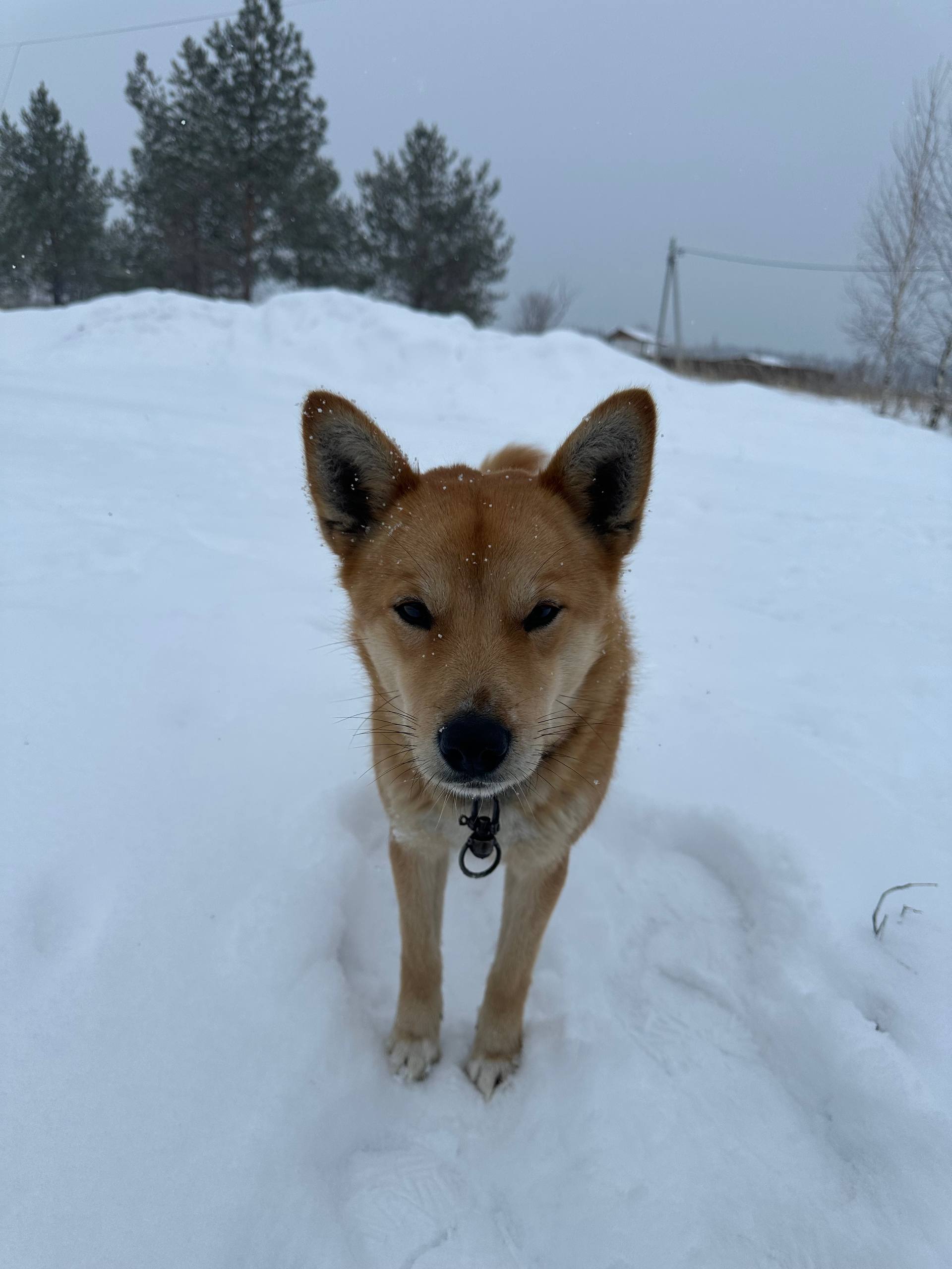 Фото Rassvet House Togliatti