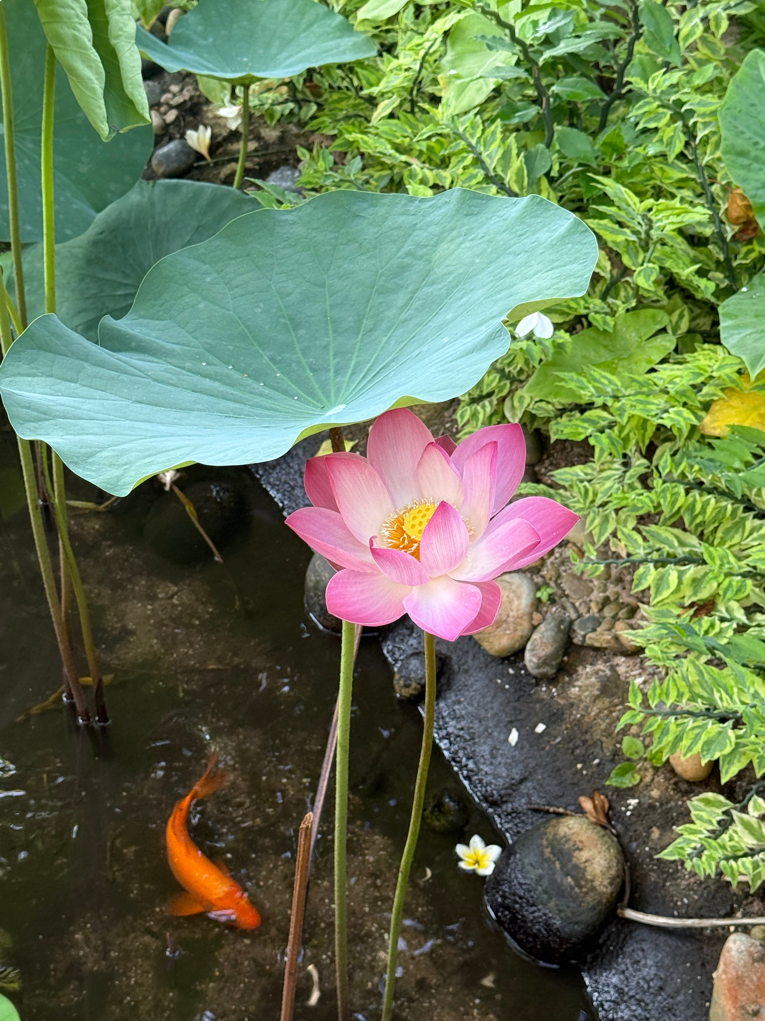 Фото Dynasty Beach Mui Ne Resort
