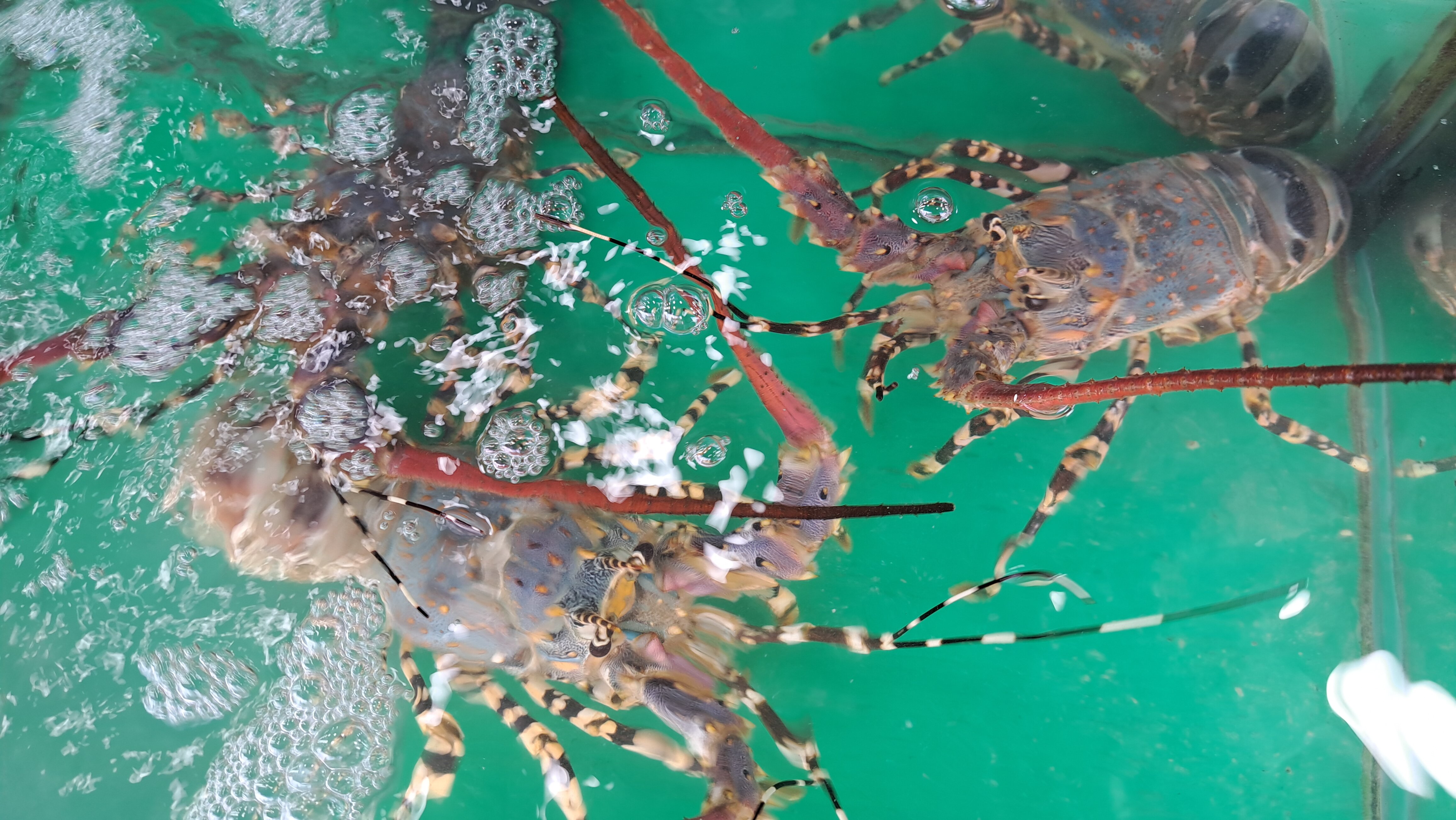 Фото Гринго