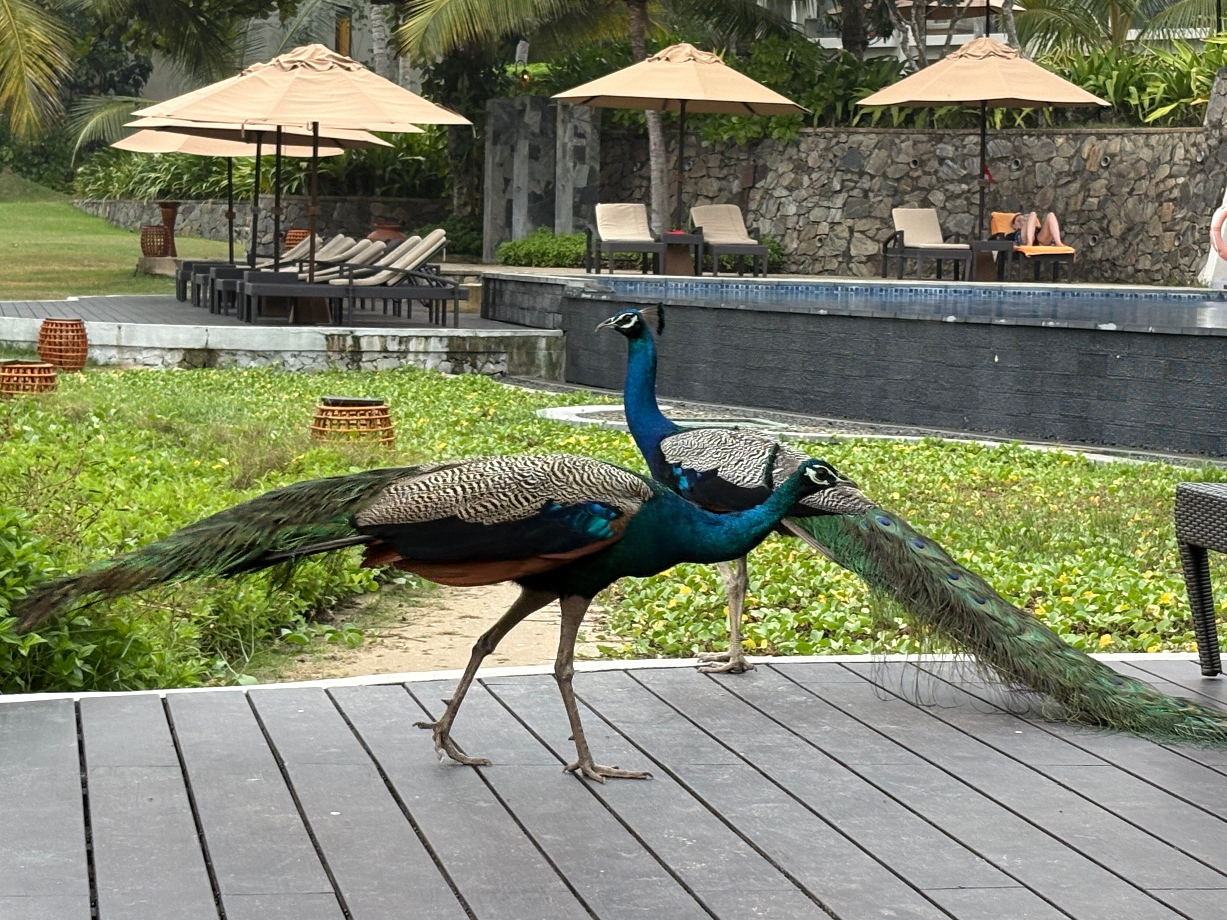 Фото Anantara Peace Haven Tangalle Resort