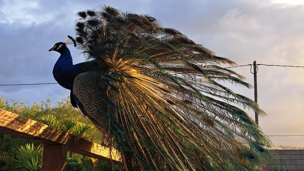 Фото Agro Camping Invernaderito