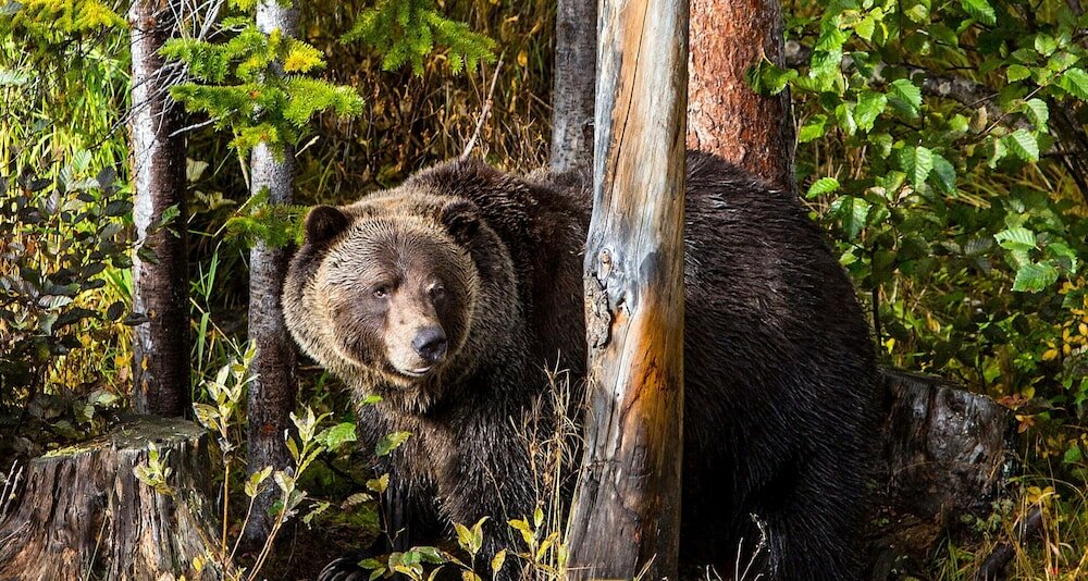 Фото Glacier Mountaineer Lodge