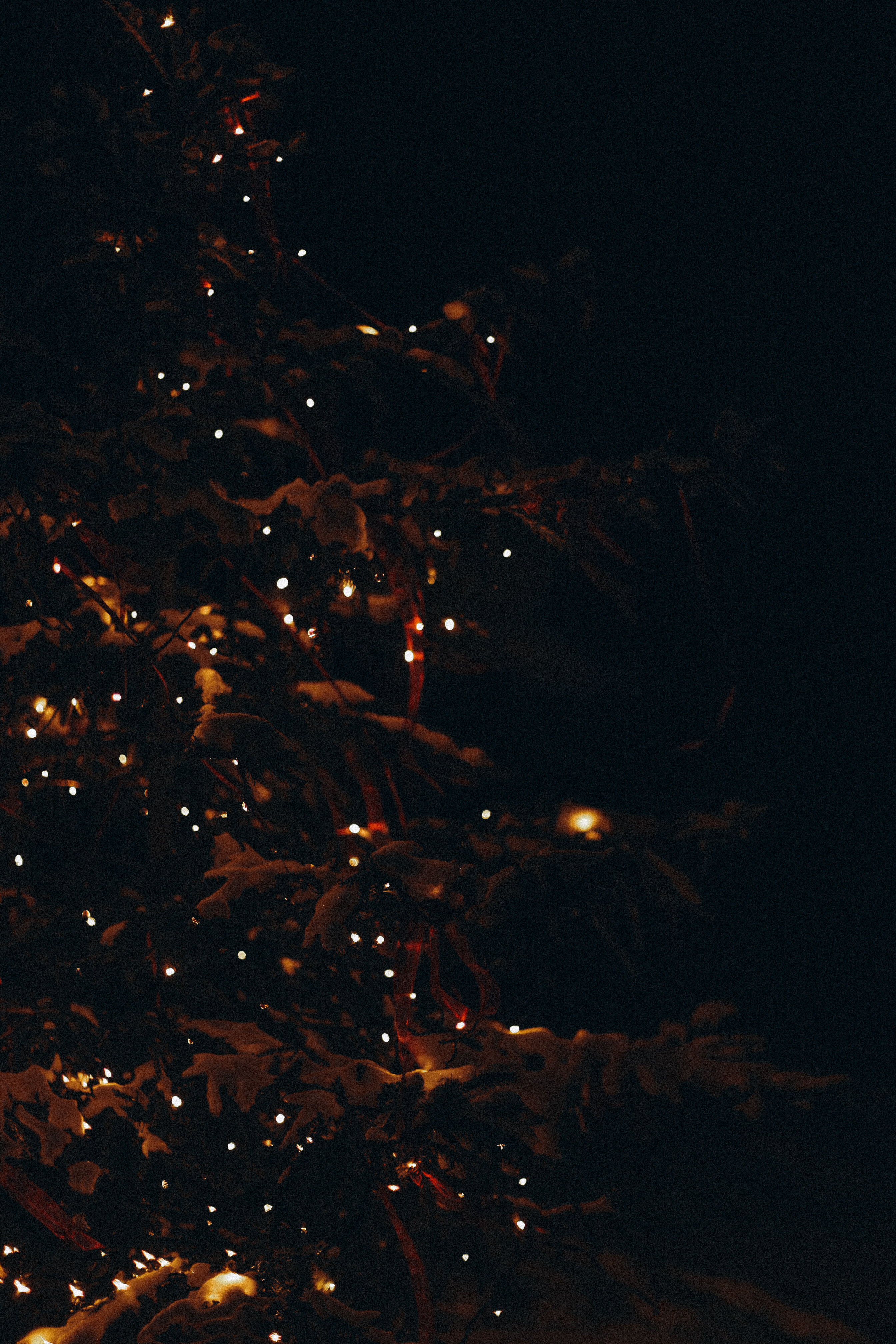 Фото Альпака