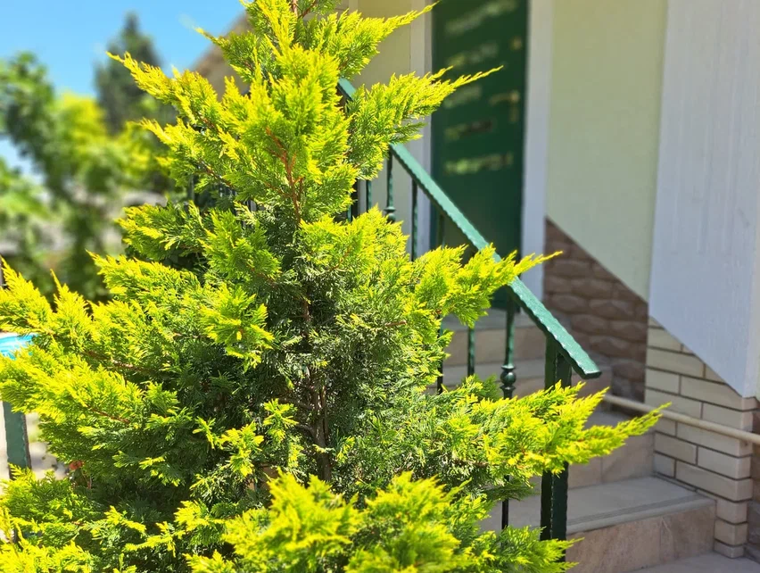 Фото Фламинго коттедж